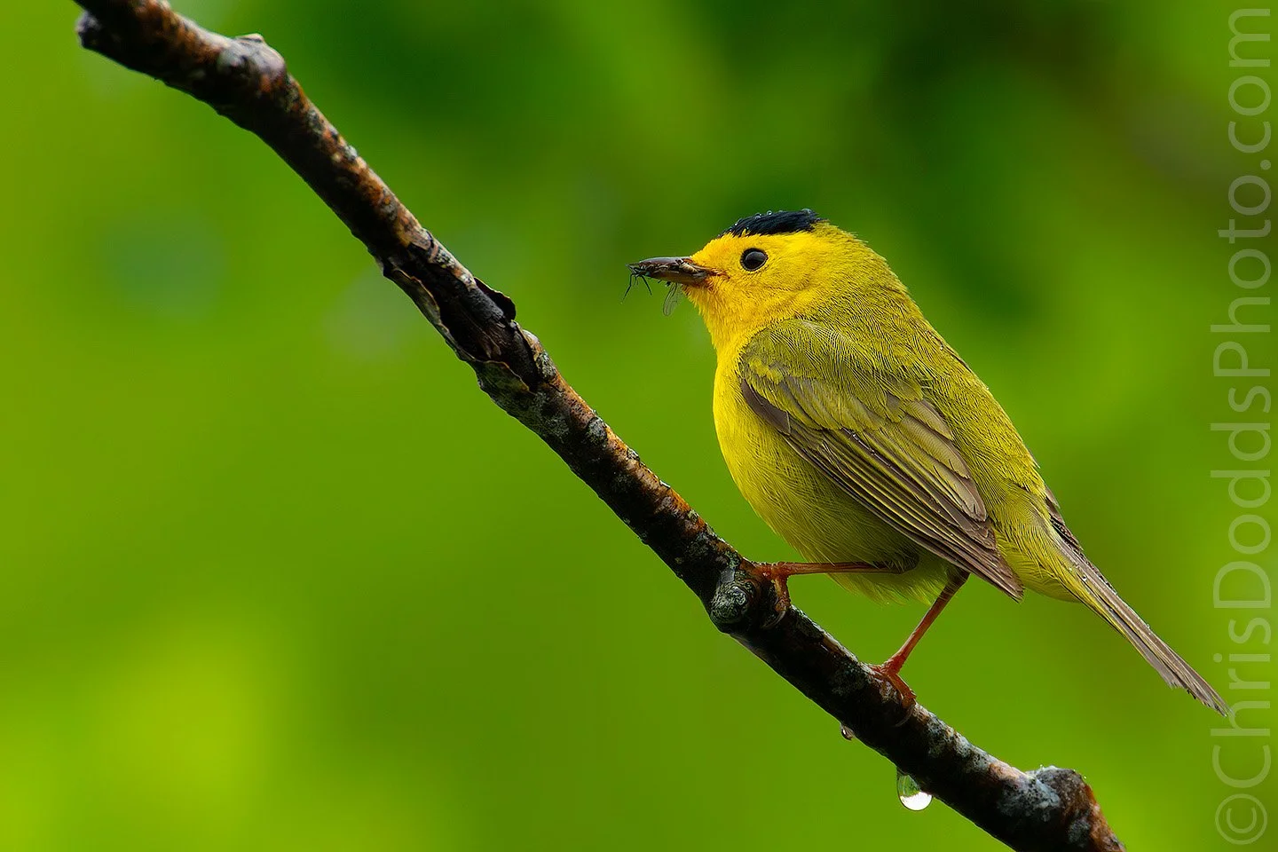 Male Wilson’s Warbler perched on a rain-soaked branch holding an insect in its bill during spring migration at Point Pelee, Ontario.