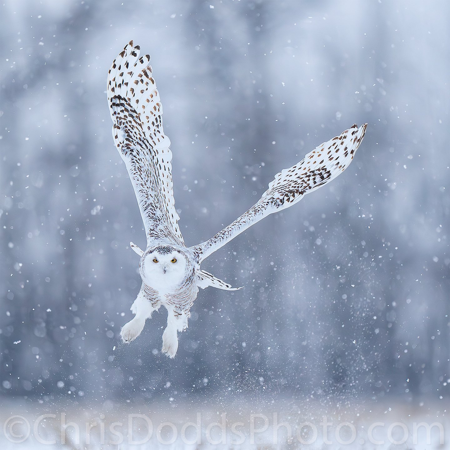 Snowy Owl SNOW SQUALL — Nature Photography Blog