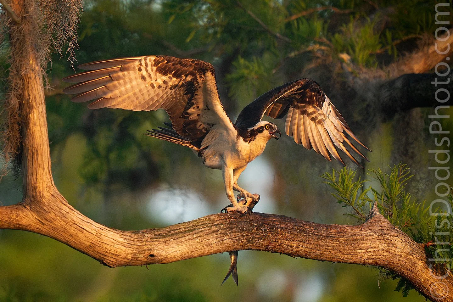 Osprey perched on a cypress branch in warm golden light, wings spread while gripping a freshly caught fish, photographed at Lake Blue Cypress in Vero Beach, Florida
