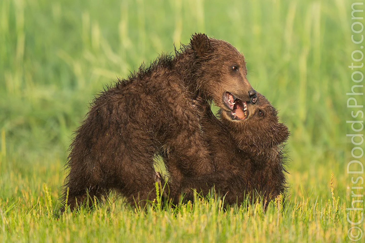 Two young coastal brown bear cubs playfighting in a green meadow in early summer, mouths open and wrestling in soft light, Katmai coast Alaska wildlife behaviour photograph