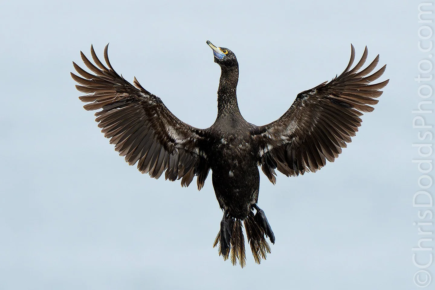 Red-faced Cormorant spreading its wings in flight on Saint Paul Island in Alaska's Pribilof Islands, photographed by Christopher Dodds.