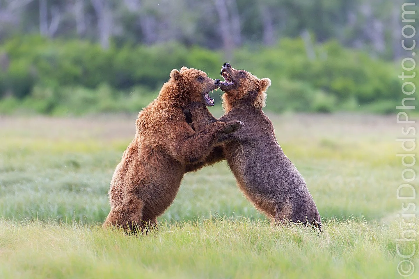 Coastal brown bears fighting in Katmai Alaska, two large bears standing upright and sparring in grassy meadow ditch, wildlife behaviour photography