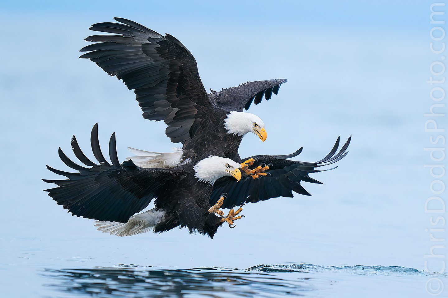 Bald Eagles Tandem Fishing — Nature Photography Blog