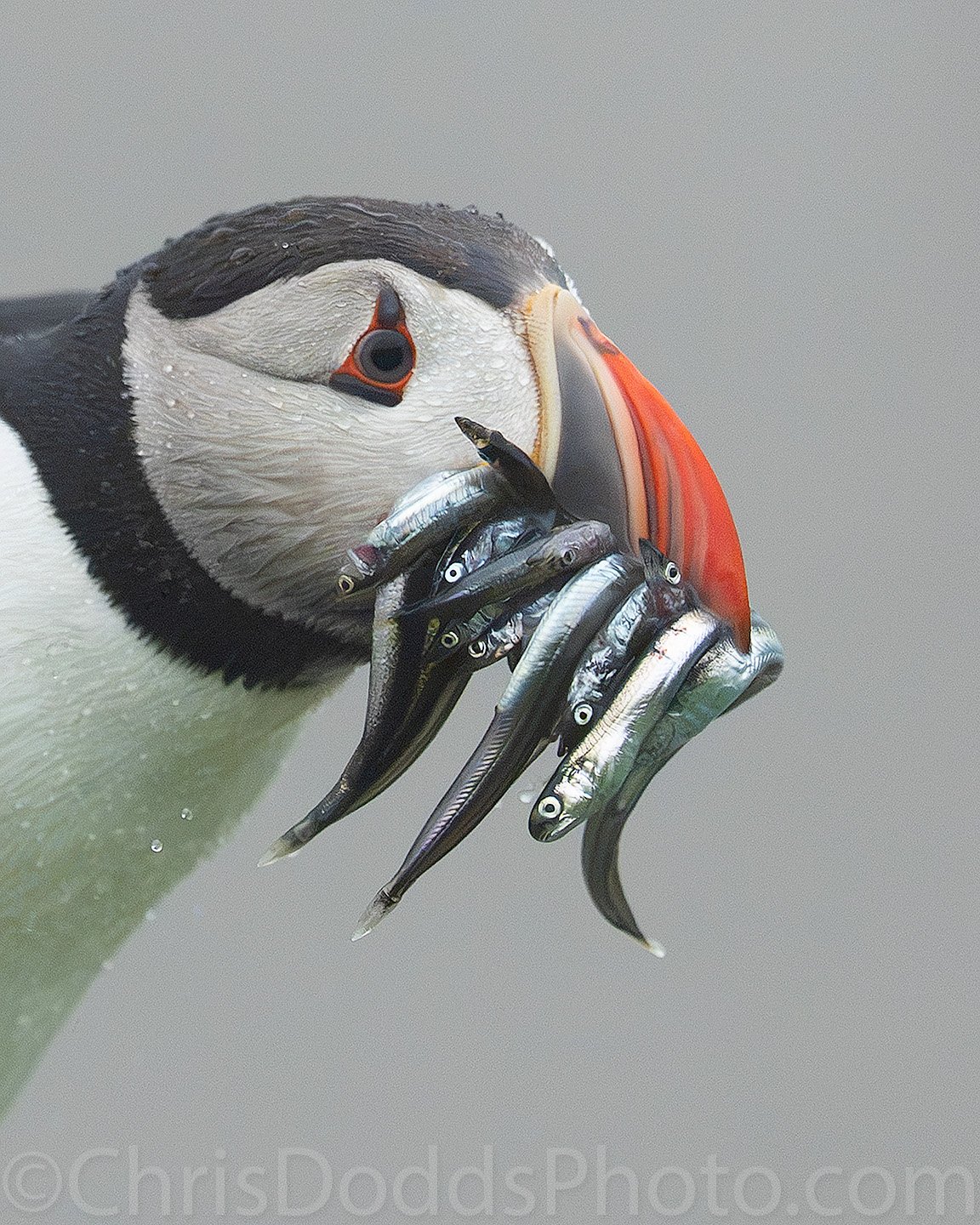 Atlantic Puffin flying with a bill full of fish photographed at close range in fog on Île aux Perroquets, Quebec, by Christopher Dodds.