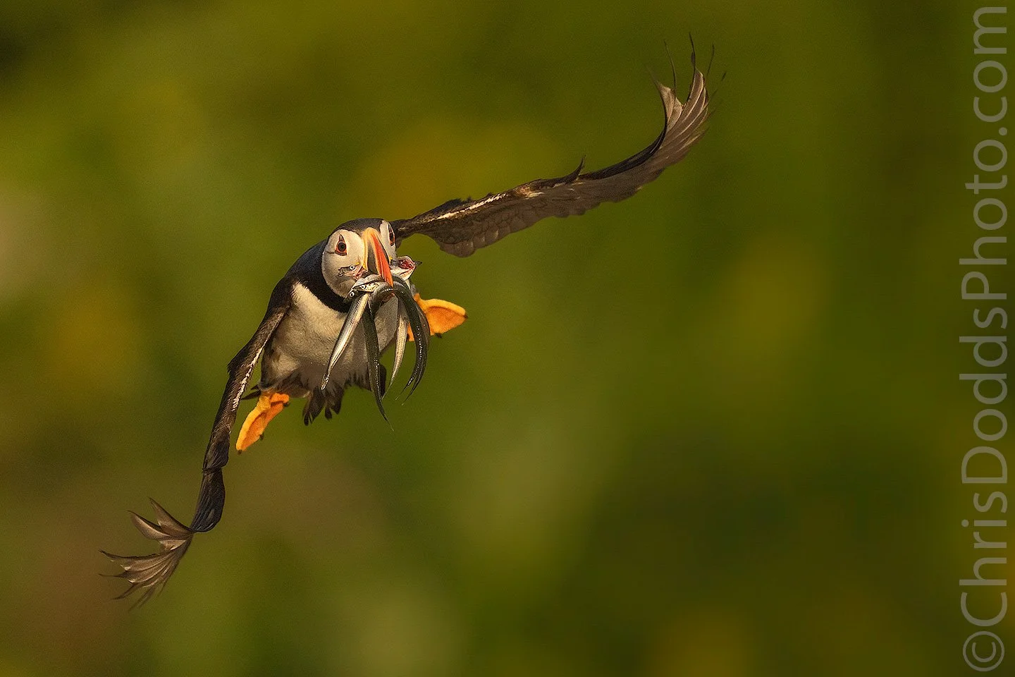 Atlantic Puffin flying with a beak full of capelin in warm golden light, photographed in the Mingan Archipelago, Quebec by Canadian wildlife photographer Christopher Dodds.