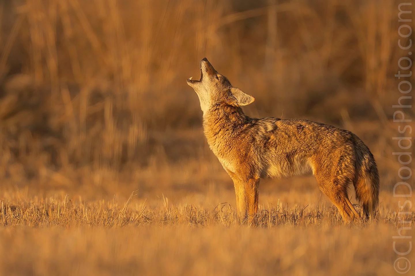 Female coyote standing in golden evening light at Bosque del Apache, calling to her mate near the end of the Better Than Bosque Workshop, December 2025.