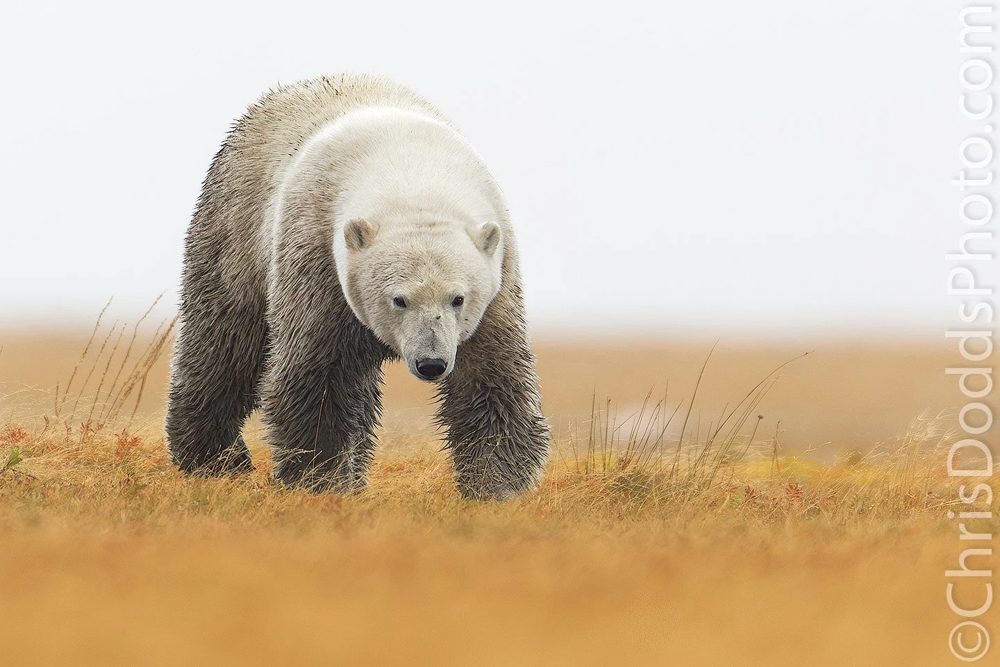 Wet Polar Bear with dark, mud-covered legs walking across golden autumn tundra in Wapusk National Park, Manitoba, Canada.