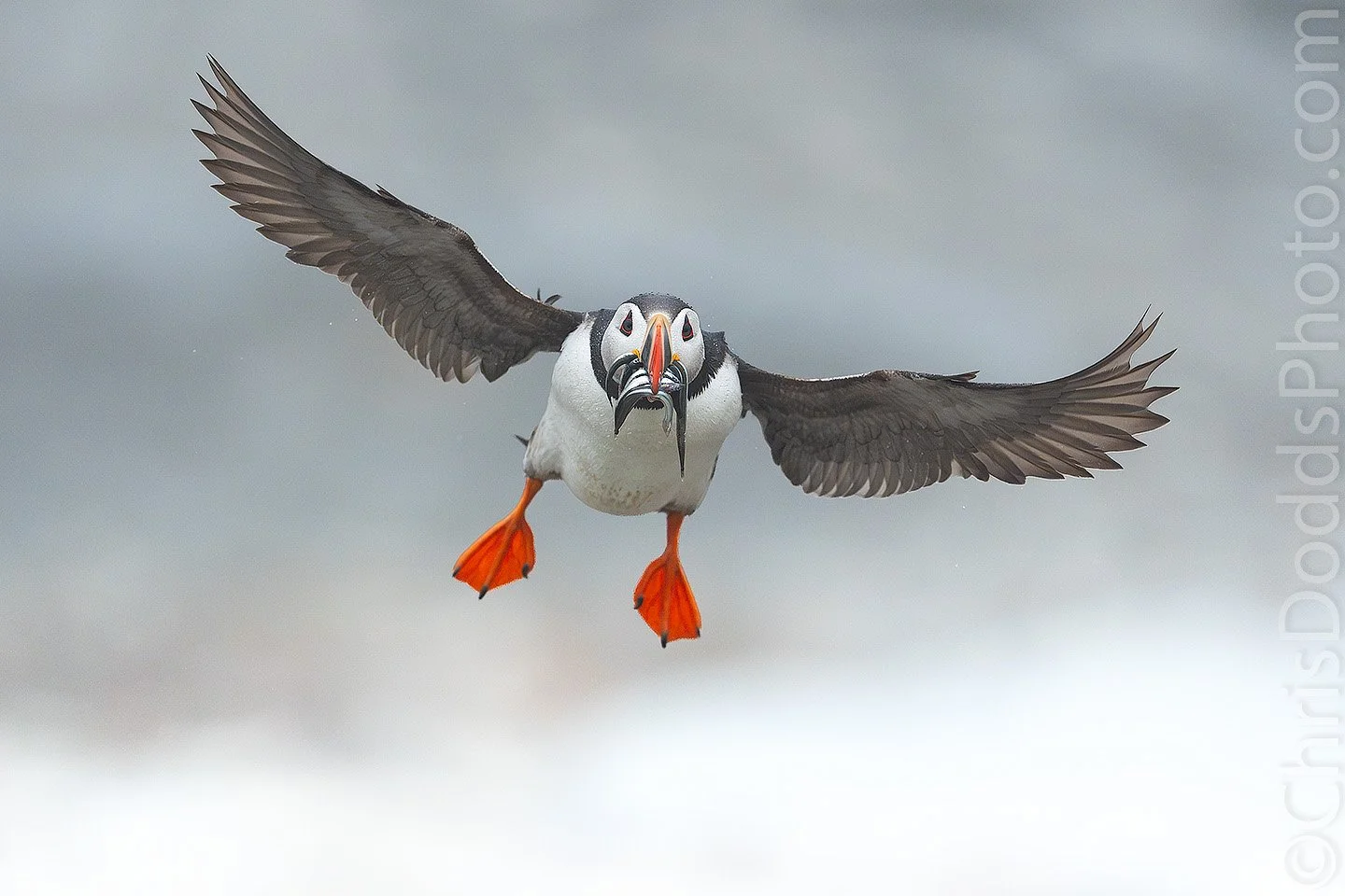 Atlantic Puffin carrying several fish approaches head-on with its wings spread and orange feet lowered above stormy waves at Île aux Perroquets, Quebec.