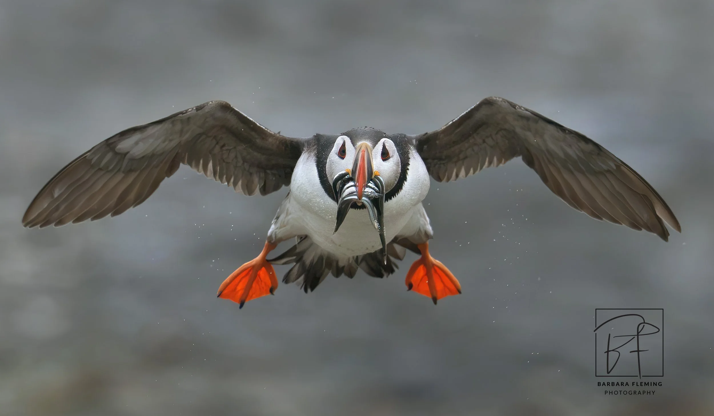 Atlantic Puffin flying directly toward the camera with fish in its bill, photographed by Barbara Fleming during Christopher Dodds' Atlantic Puffins Galore Photography Workshop.