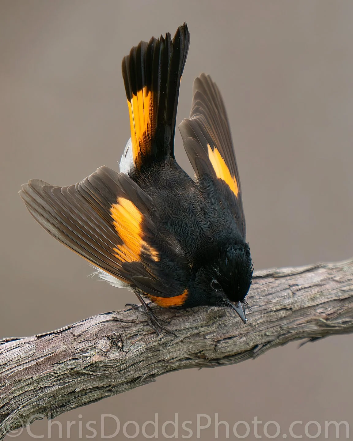 Redstart Flapping American Redstart Displaying — Nature Photography Blog