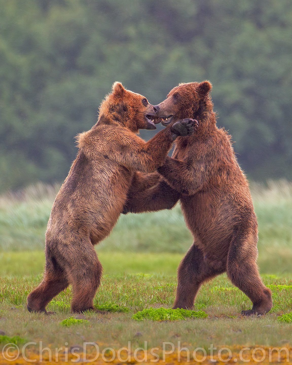 Two young brown bears play fighting after torrential rain at Hallo Bay, Katmai Alaska during a wildlife photography workshop