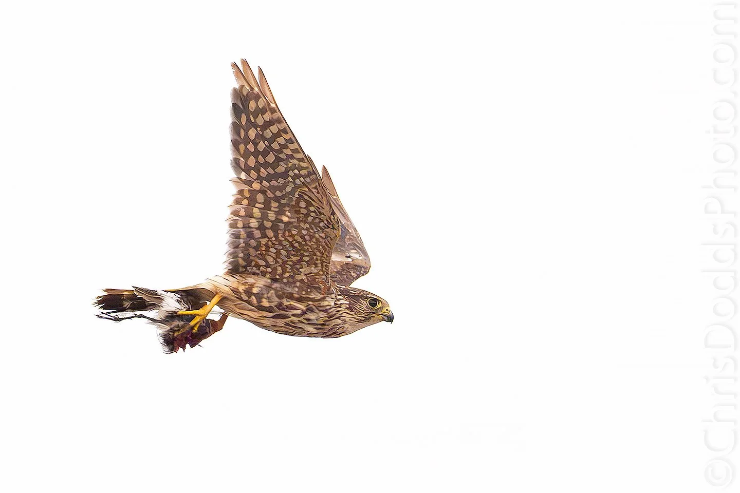 Merlin flying with the remains of a small shorebird, possibly a White-rumped Sandpiper, photographed by Christopher Dodds with a Sony a9 III and 600mm f/4 lens with 1.4X teleconverter at 840mm.