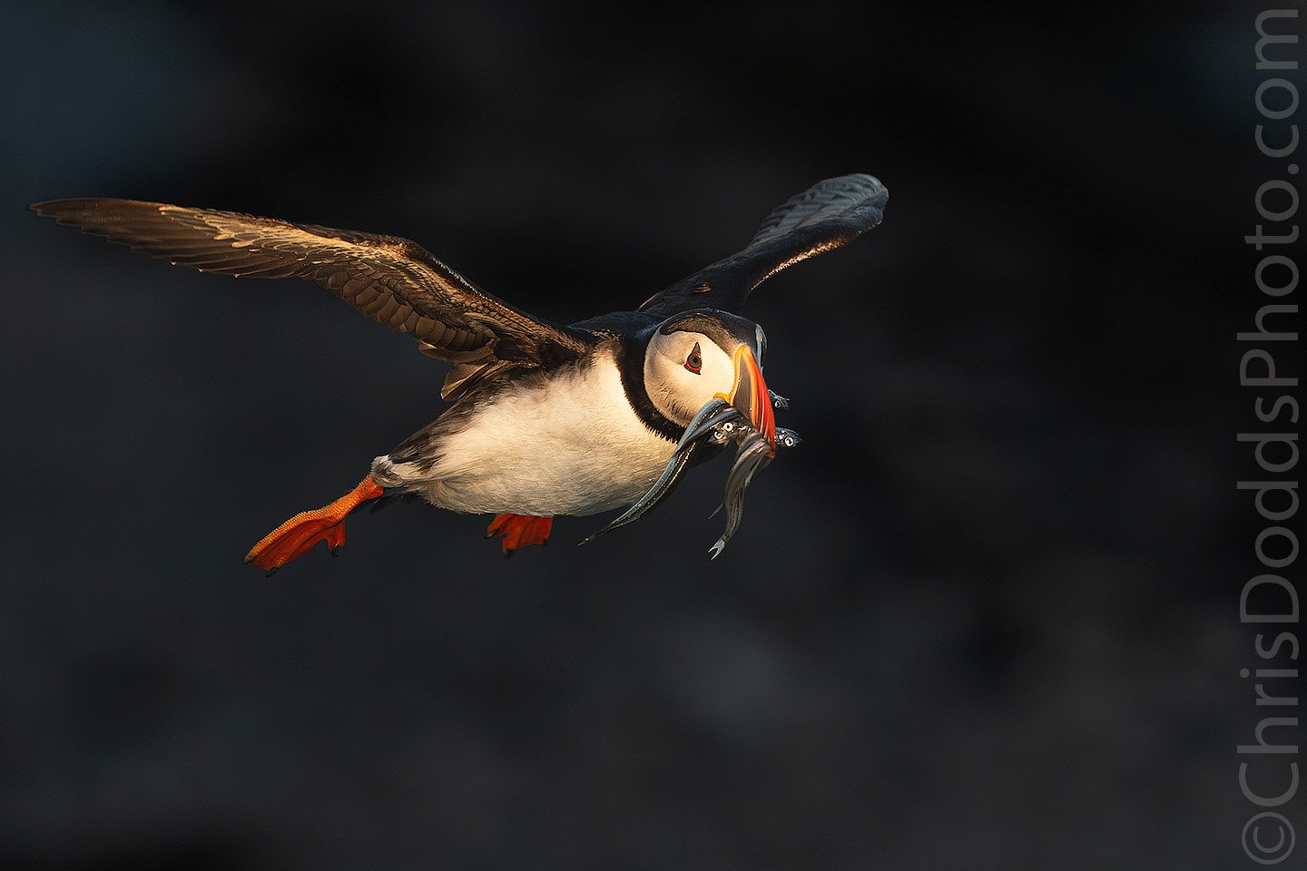 Atlantic Puffin in flight carrying fish through warm light against a dark background, photographed by Christopher Dodds in Quebec, Canada.