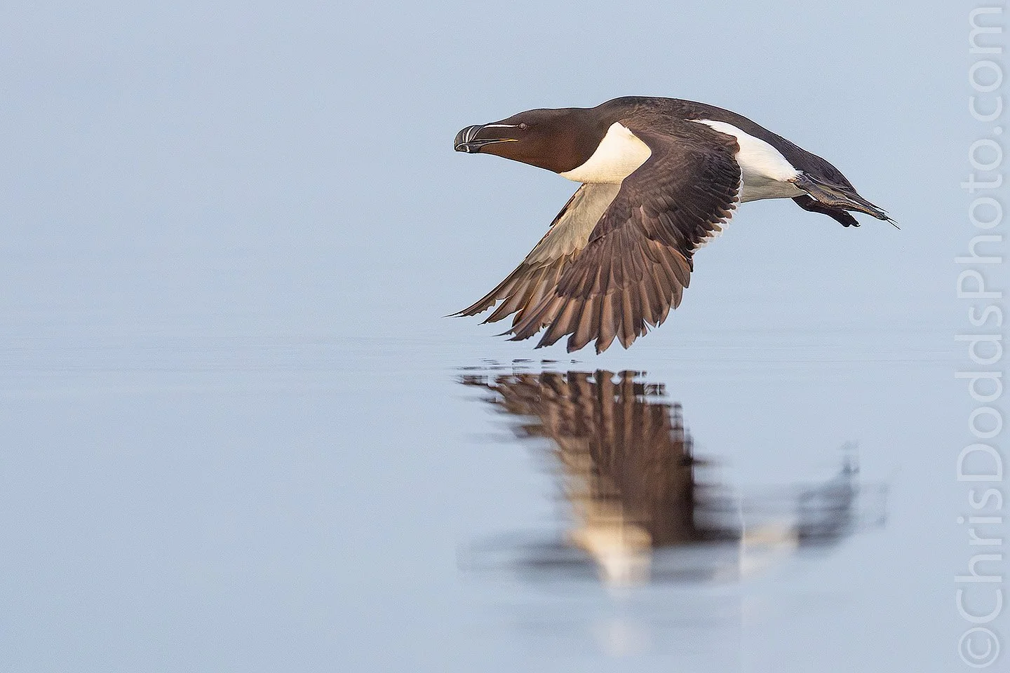 Razorbill flying low over the calm Gulf of St. Lawrence with its reflection visible below in Quebec's Mingan Archipelago.