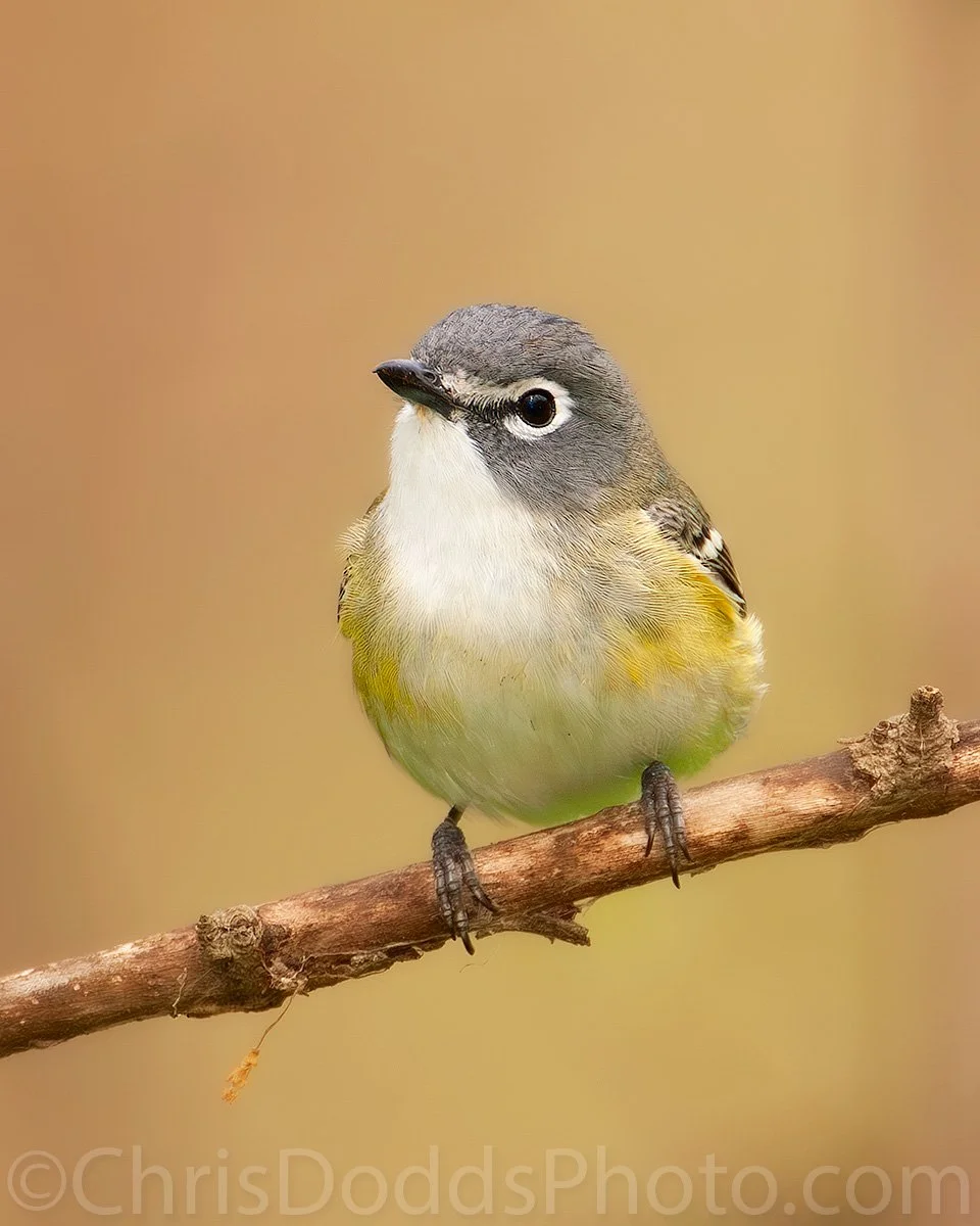 Blue-headed Vireo perched on a bare branch during spring migration at Point Pelee National Park, showing its blue-grey head, bold white spectacles, yellow flanks, and soft creamy background.