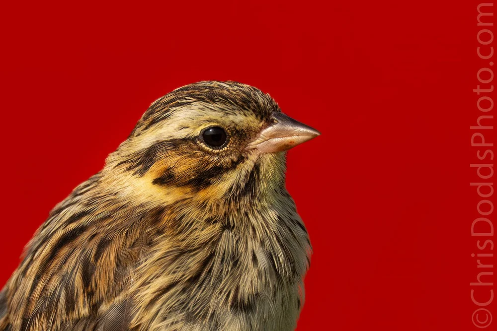 Golden Hour Savannah Sparrow Portrait — Nature Photography Blog