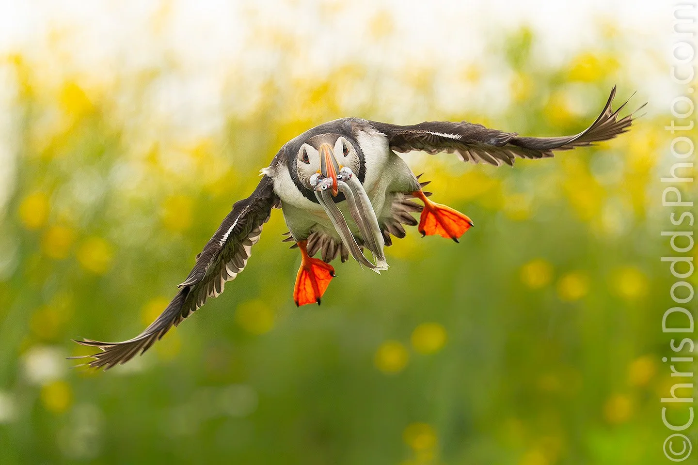 Atlantic Puffin flying directly toward the camera with fish in its bill, photographed full frame at 1200mm by Christopher Dodds on Île aux Perroquets, Quebec.