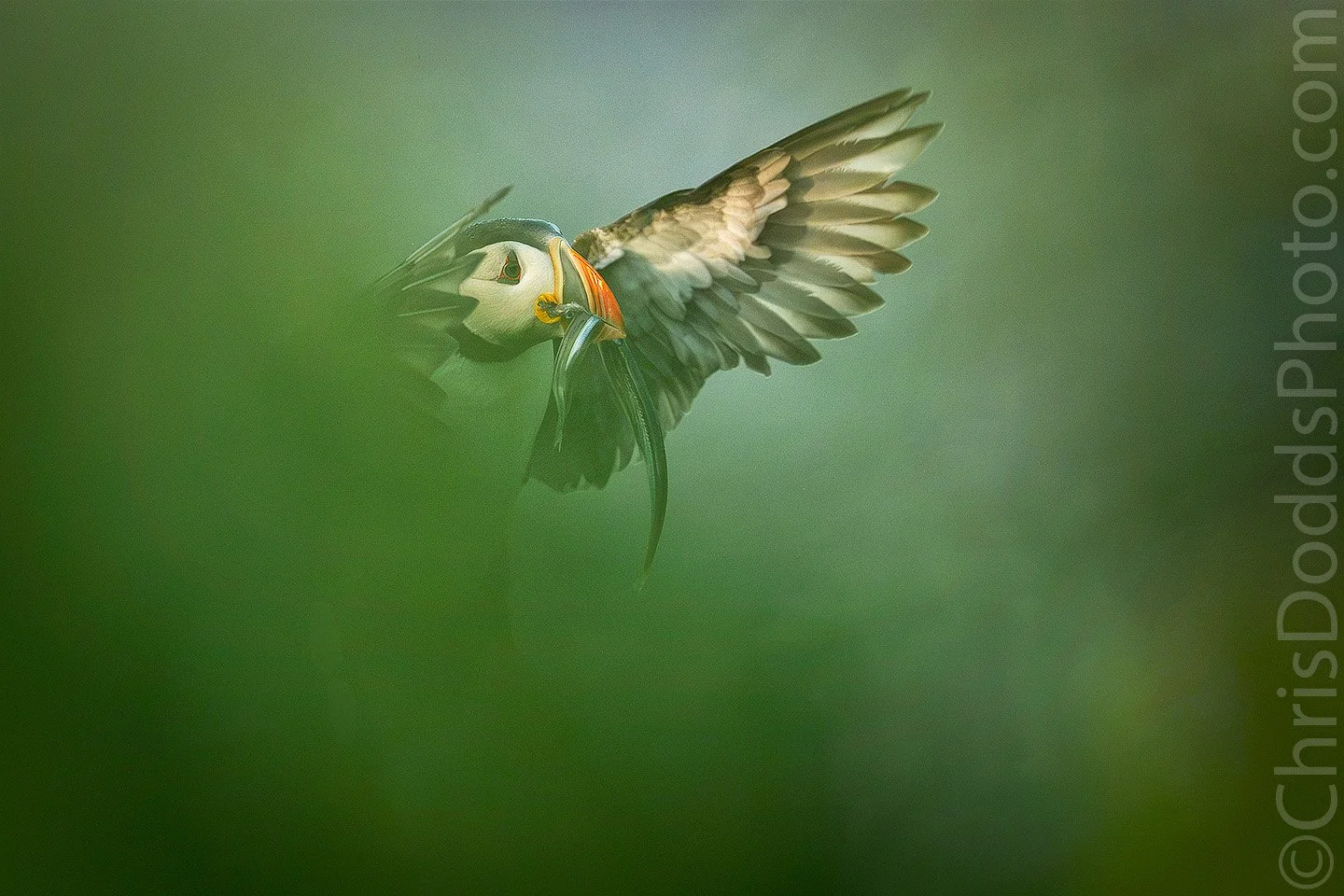 Atlantic Puffin flying through soft green vegetation with fish in its bill at Île aux Perroquets, Quebec, photographed by Christopher Dodds.
