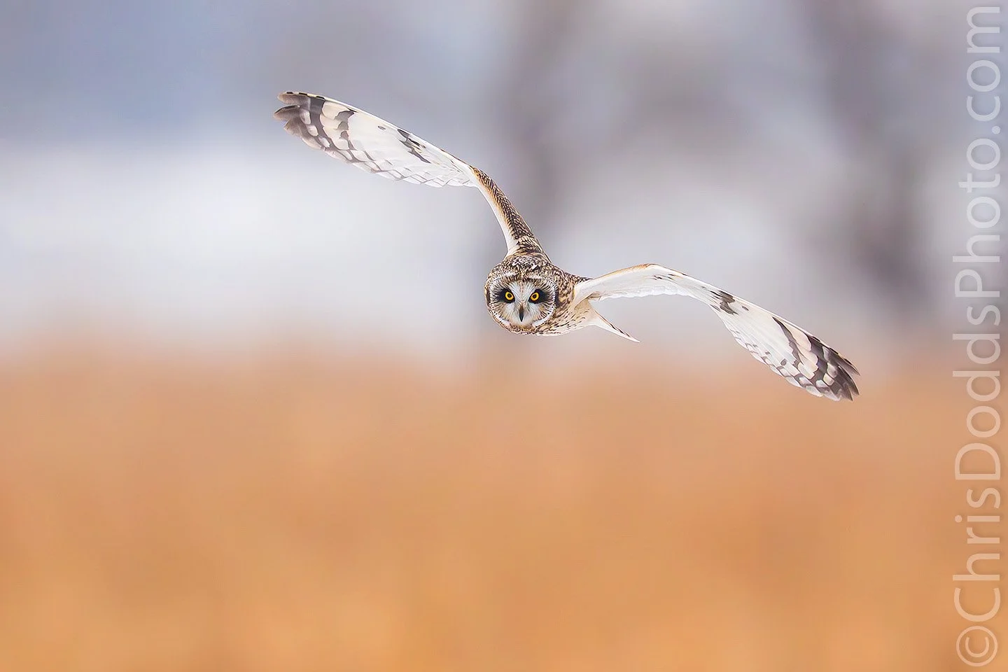 Short-eared Owl flying straight toward the camera with wings fully outstretched, yellow eyes bright, over a soft, blurred winter landscape with warm golden tones below and cool gray sky above.
