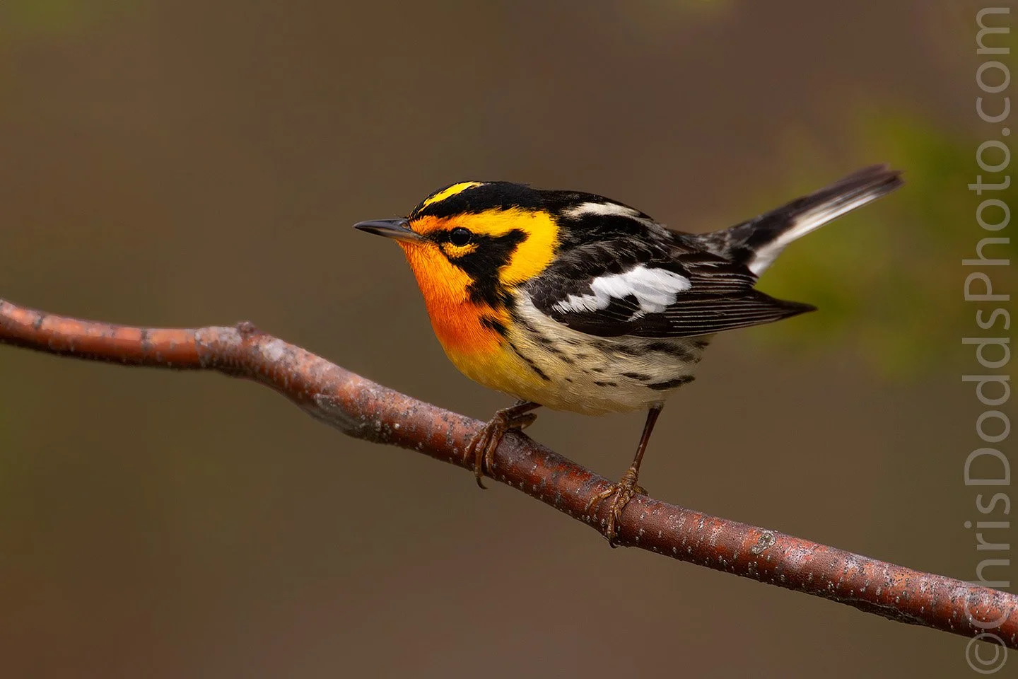 Male Blackburnian Warbler perched low on a clean branch at Point Pelee during spring migration after a rainstorm, photographed during Christopher Dodds’ Songbirds of Pelee photo workshop.