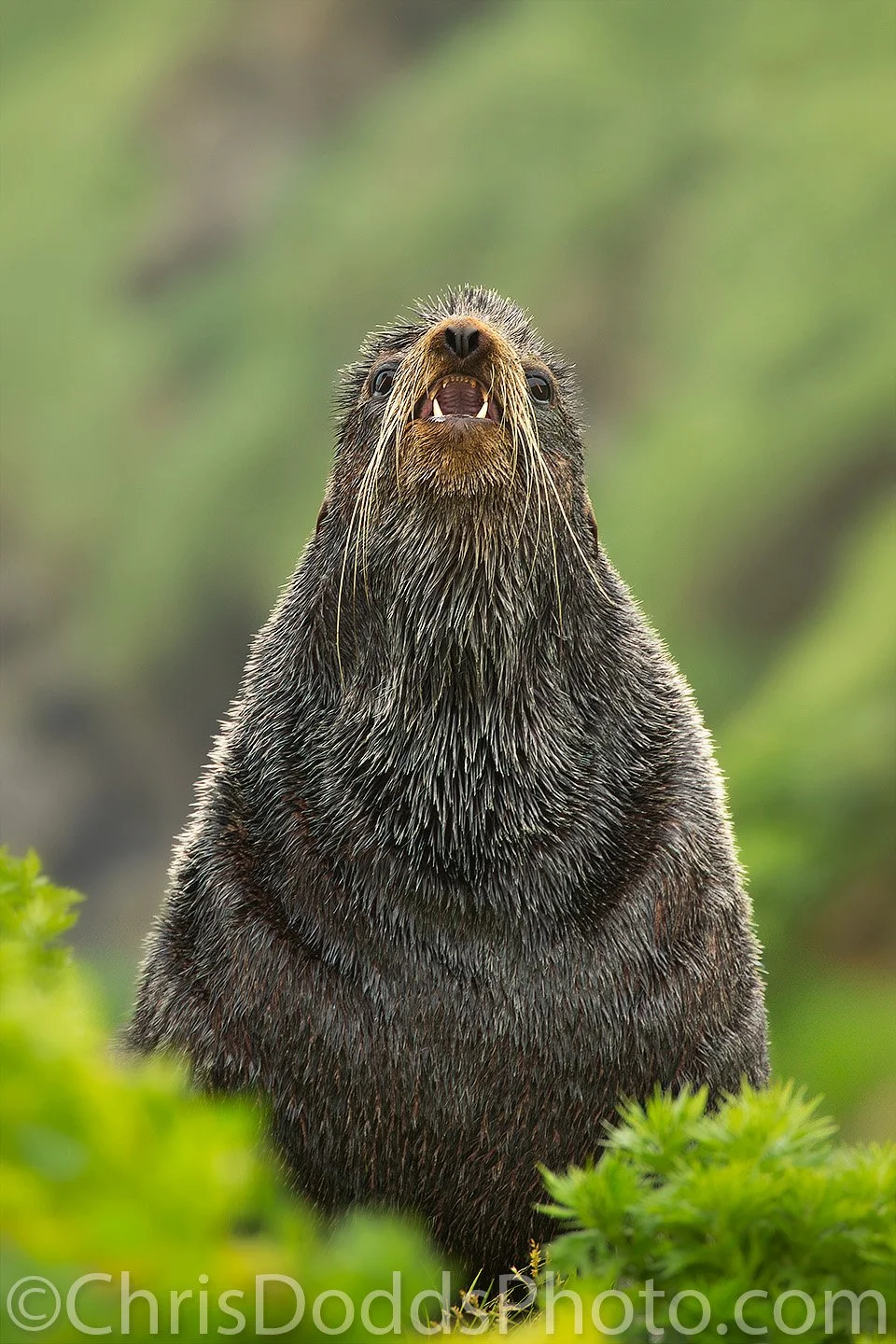 Northern Fur Seal lifting its muzzle and scenting the air near an observation blind on Saint Paul Island, Alaska.