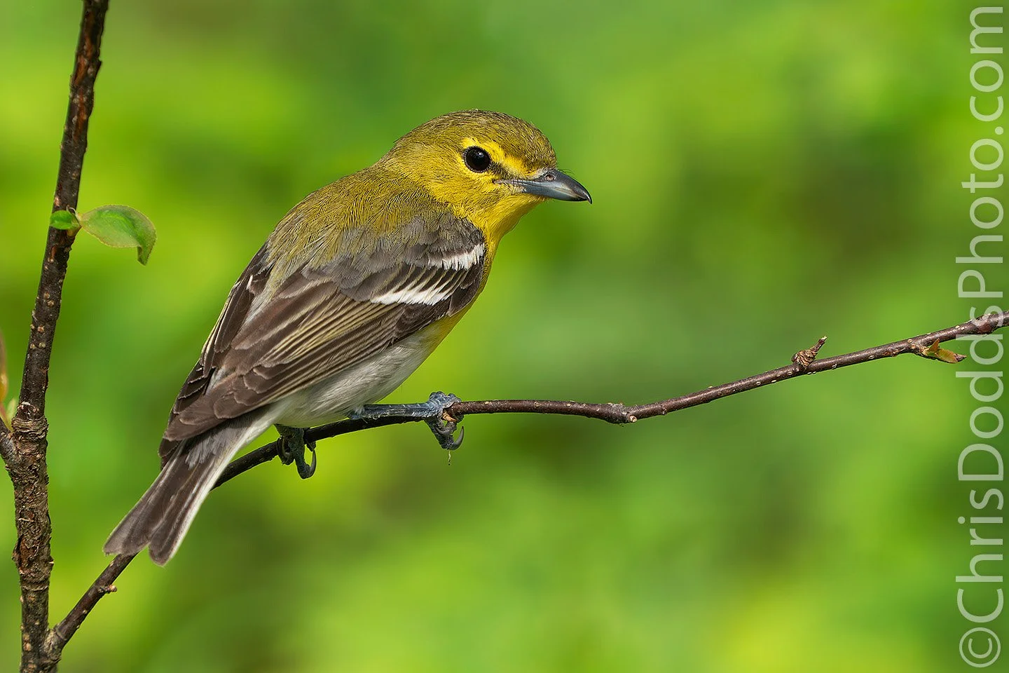 Yellow-throated Vireo perched on a branch at Point Pelee National Park during spring migration. Bird photograph captured during Christopher Dodds' Songbirds of Pelee wildlife photography workshop.