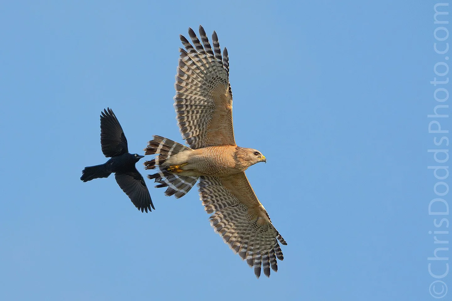Red-shouldered Hawk in flight being mobbed by a Boat-tailed Grackle against a clear blue sky at Viera Wetlands, Florida, showing aggressive aerial behaviour between the two birds