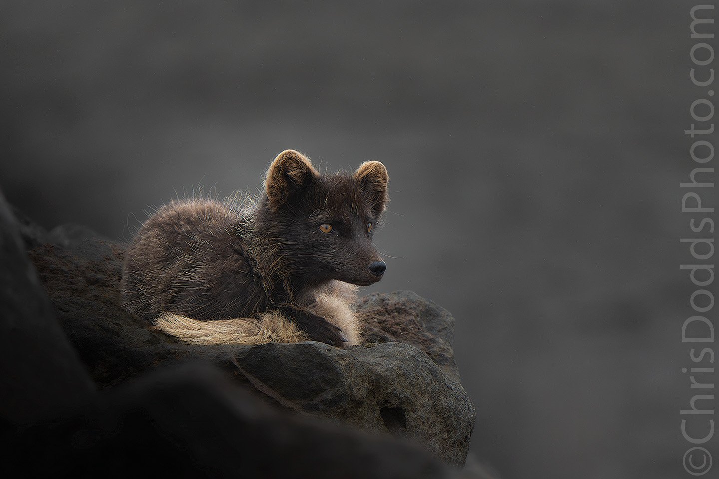 3–4-week-old Arctic Fox photographed at eye level against dark volcanic rock and sand on Saint Paul Island in Alaska's Pribilof Islands, with soft rim light outlining its ears and fur.