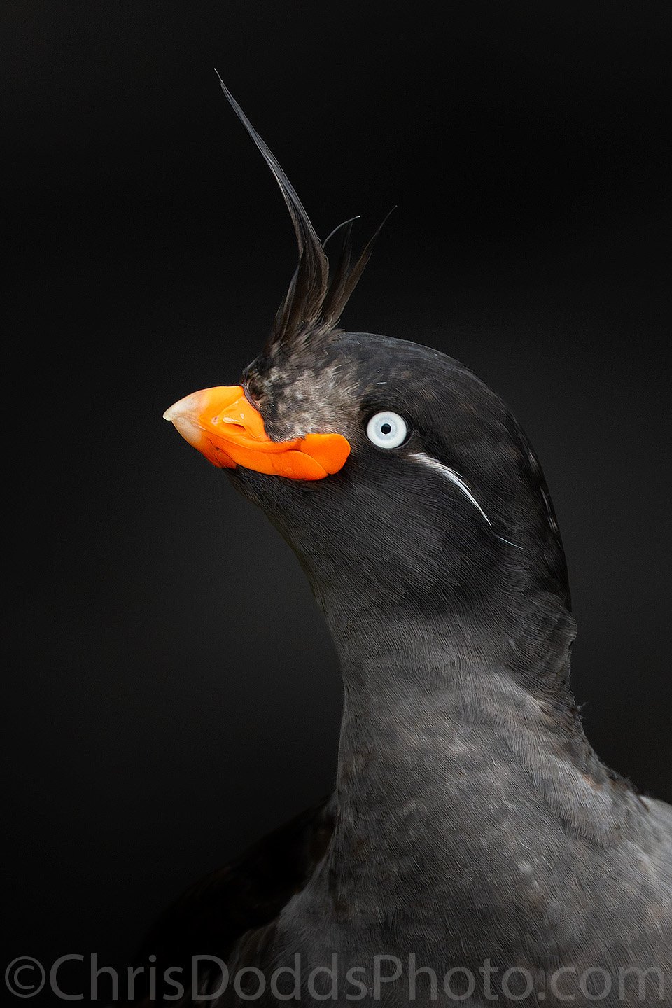 Crested Auklet portrait showing its pale eye, orange bill and distinctive crest against dark rocks on Saint Paul Island in Alaska's Pribilof Islands.