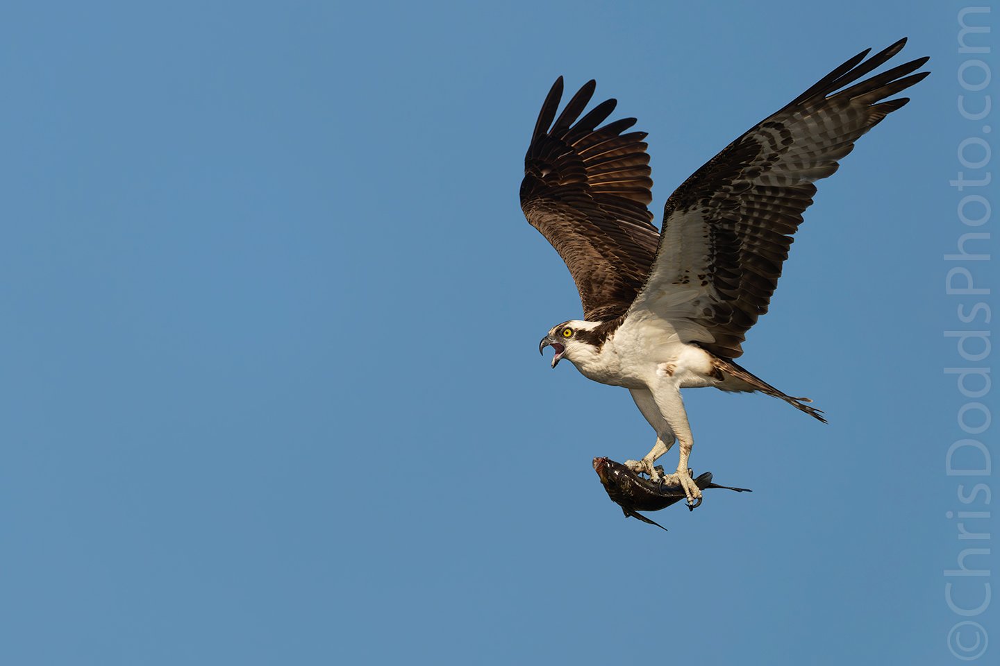 Osprey Showing off a Fish — Nature Photography Blog