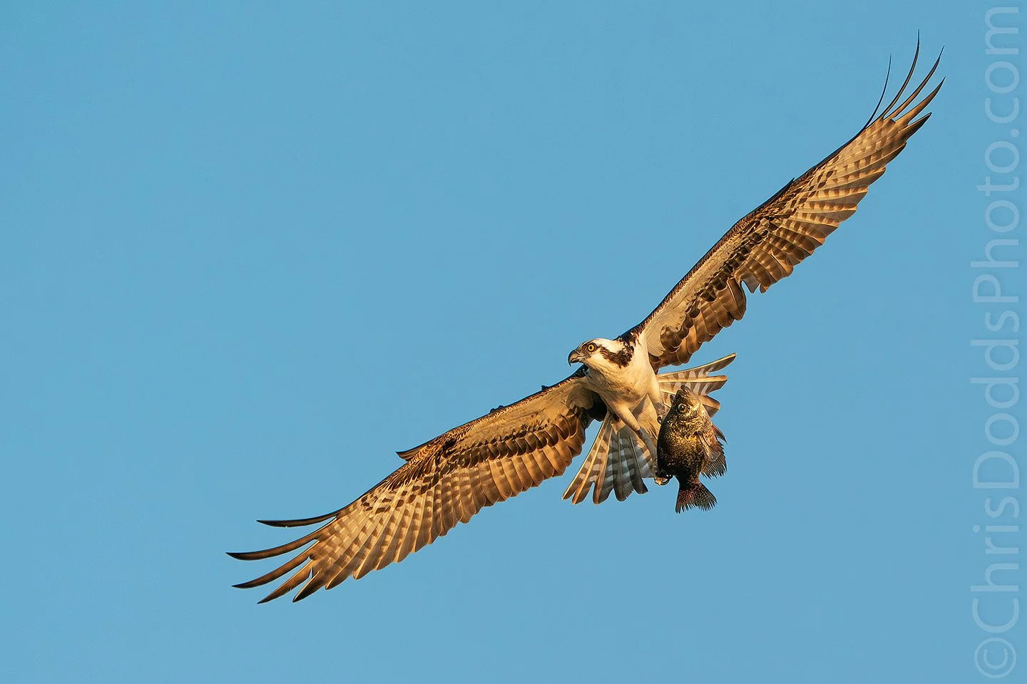 Osprey in flight carrying a Black Crappie in its talons, illuminated by golden sunrise light over Lake Blue Cypress, Florida