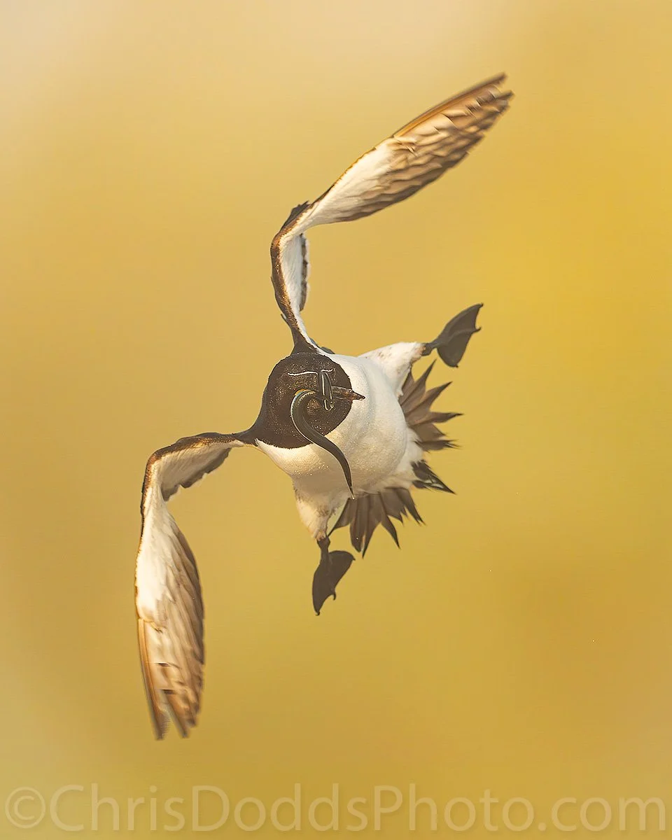 Razorbill flying towards the camera with fish in its bill against distant golden cliffs softened by lifting fog and wildfire smoke on Île aux Perroquets, Quebec.