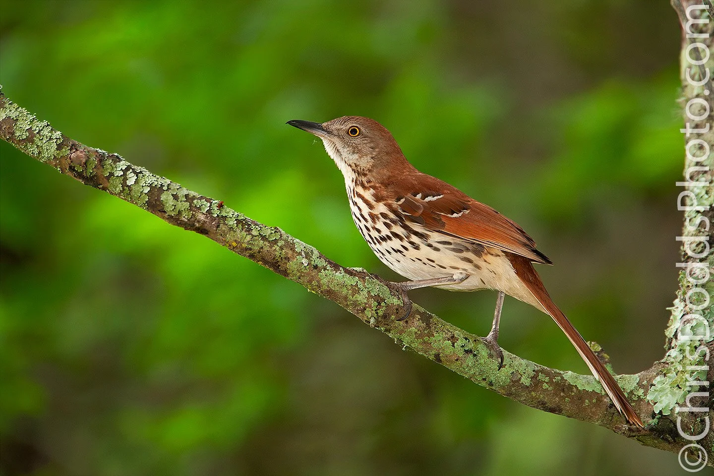 Brown Thrasher perched on a lichen-covered branch during spring migration at Point Pelee, Ontario, surrounded by soft green forest background.