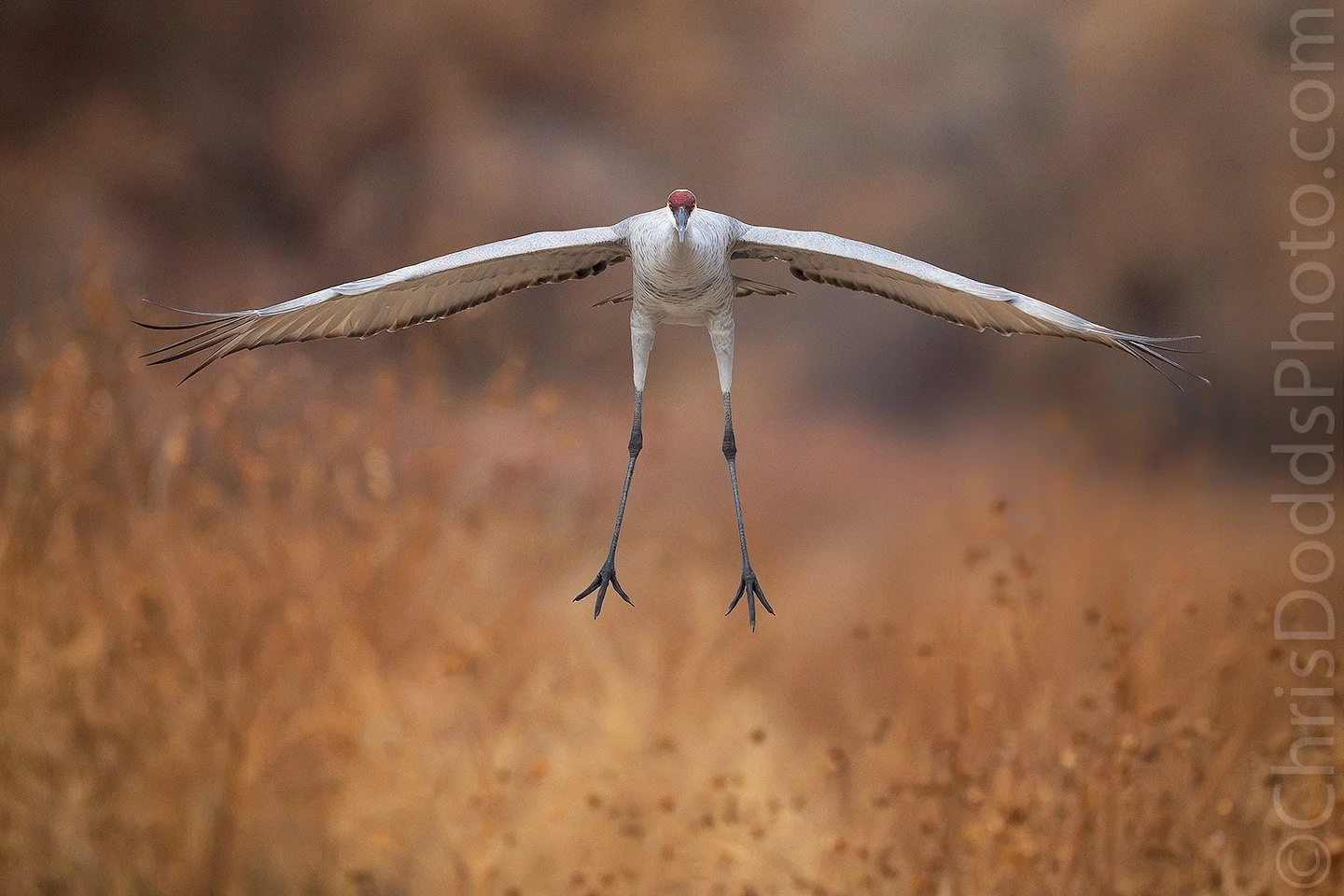 Sandhill Crane flying head-on with wings spread and legs lowered to land against a soft, warm New Mexico landscape during Christopher Dodds' Better Than Bosque bird photography workshop.