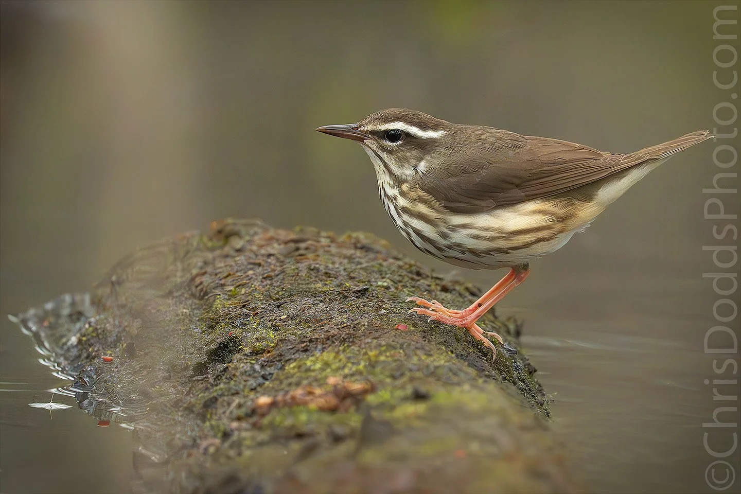 Louisiana Waterthrush standing on a moss-covered log in shallow water along the flooded trails of Tilden Woods during spring migration at Point Pelee National Park. Captured naturally during Christopher Dodds’ Songbirds of Pelee workshop.