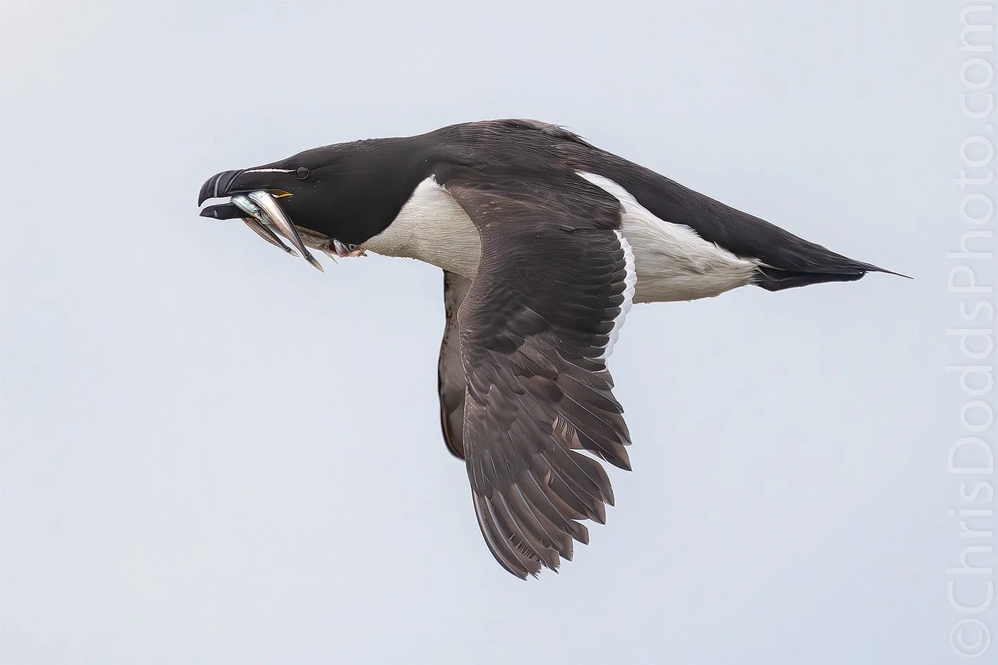 Razorbill in flight with fish takeout — Nature Photography Blog