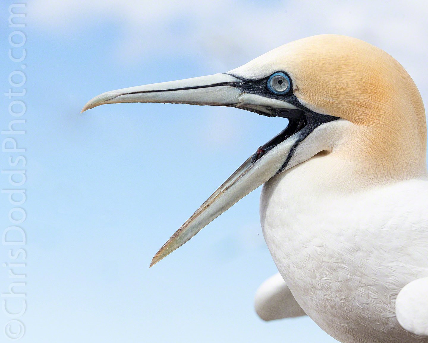 Northern Gannet Calling Nature Photography Blog Northern Gannet Calling Nature Photography Blog