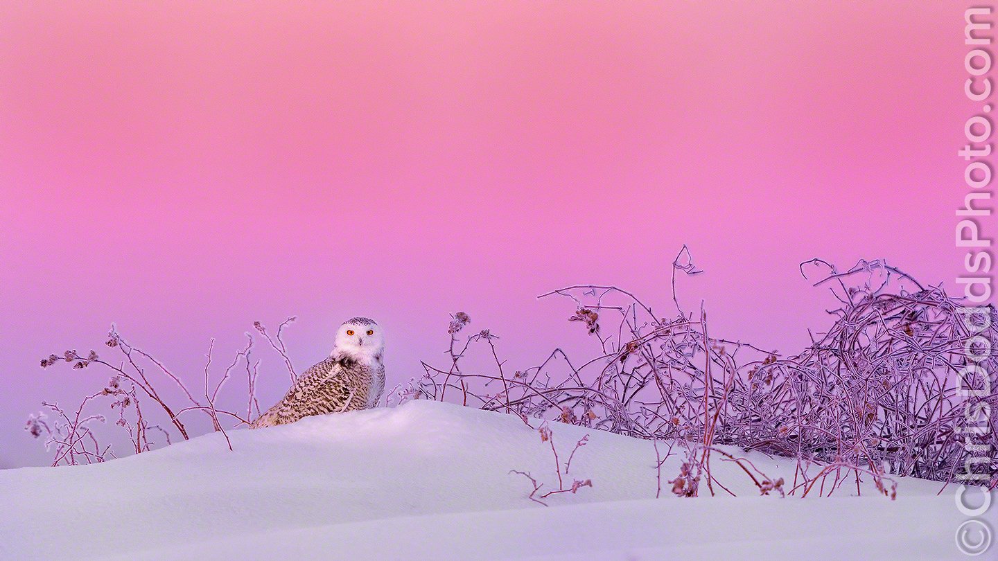 4. "Cute Snowy Owl Nail Design" - wide 9