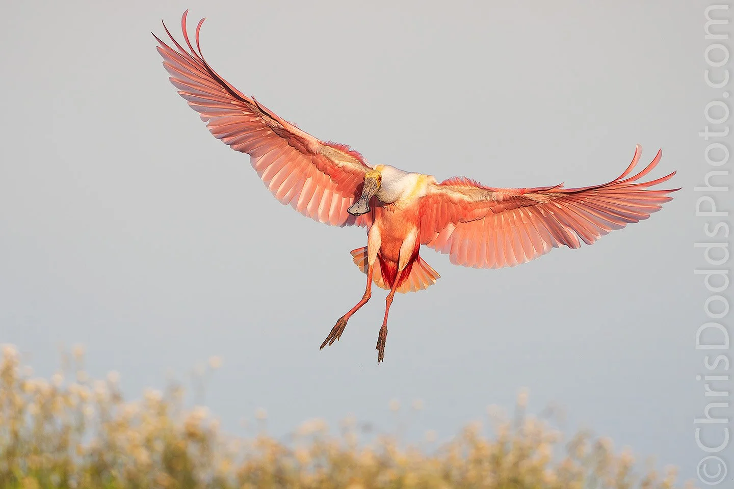 Roseate Spoonbill landing with wings fully extended in warm golden light, Florida