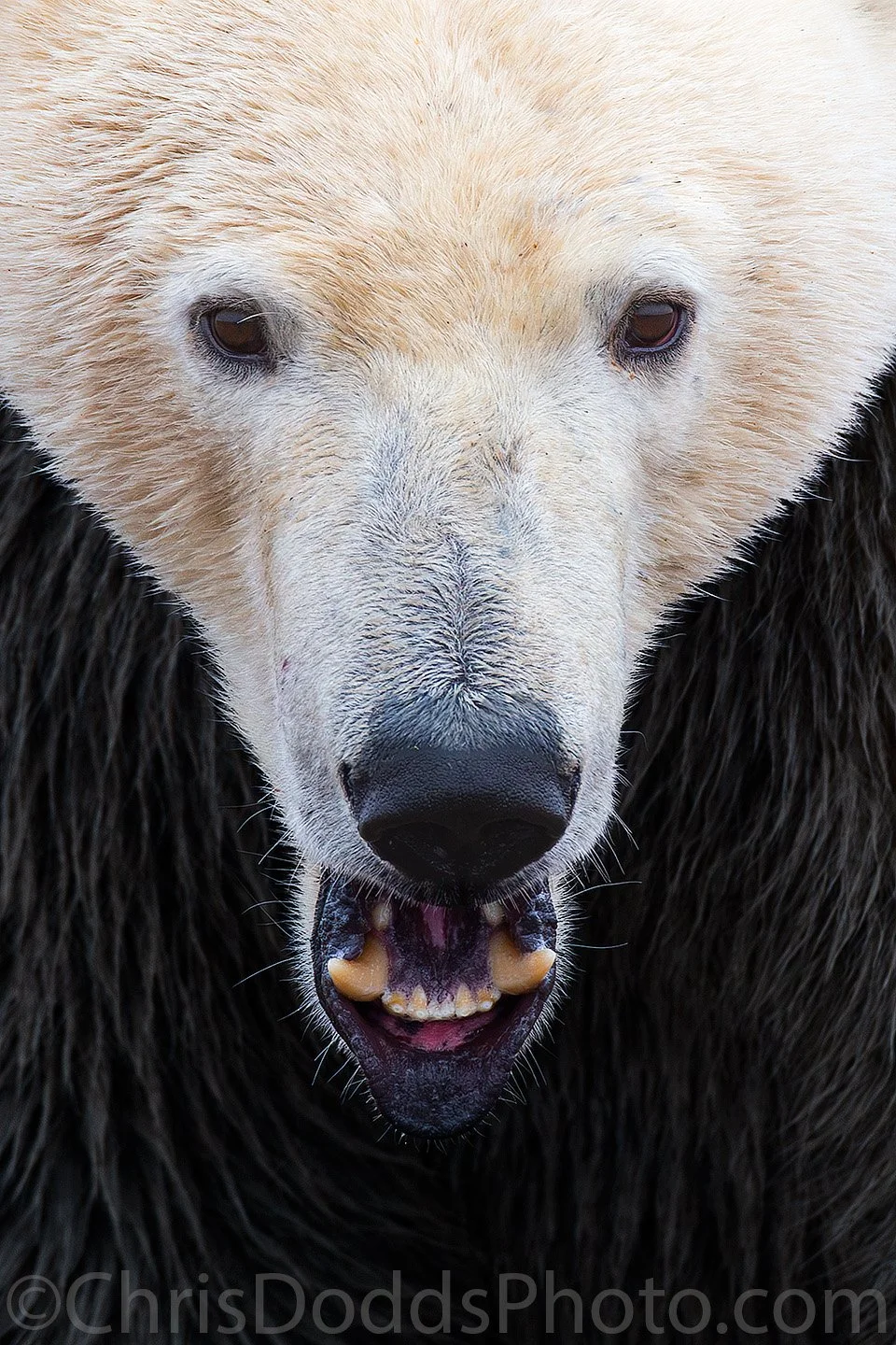 Close portrait of a wet and muddy Polar Bear opening its mouth and exposing two curved canine teeth in Wapusk National Park, Manitoba.