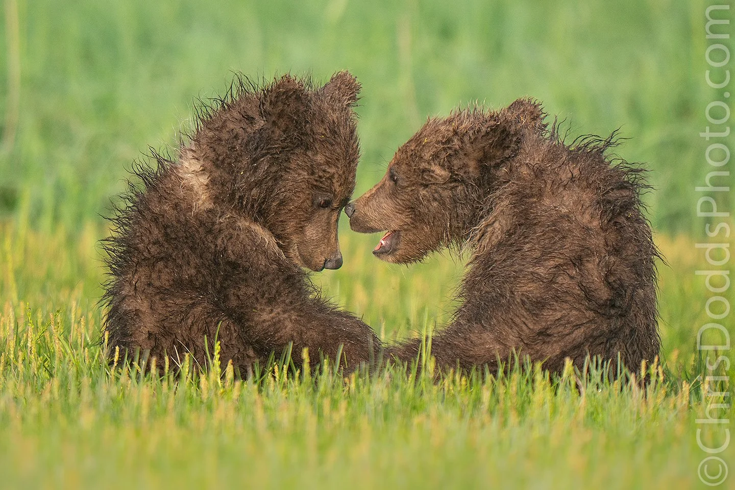 Two young coastal brown bear cubs play fighting in lush green grass after heavy rain along the Katmai coast in Alaska