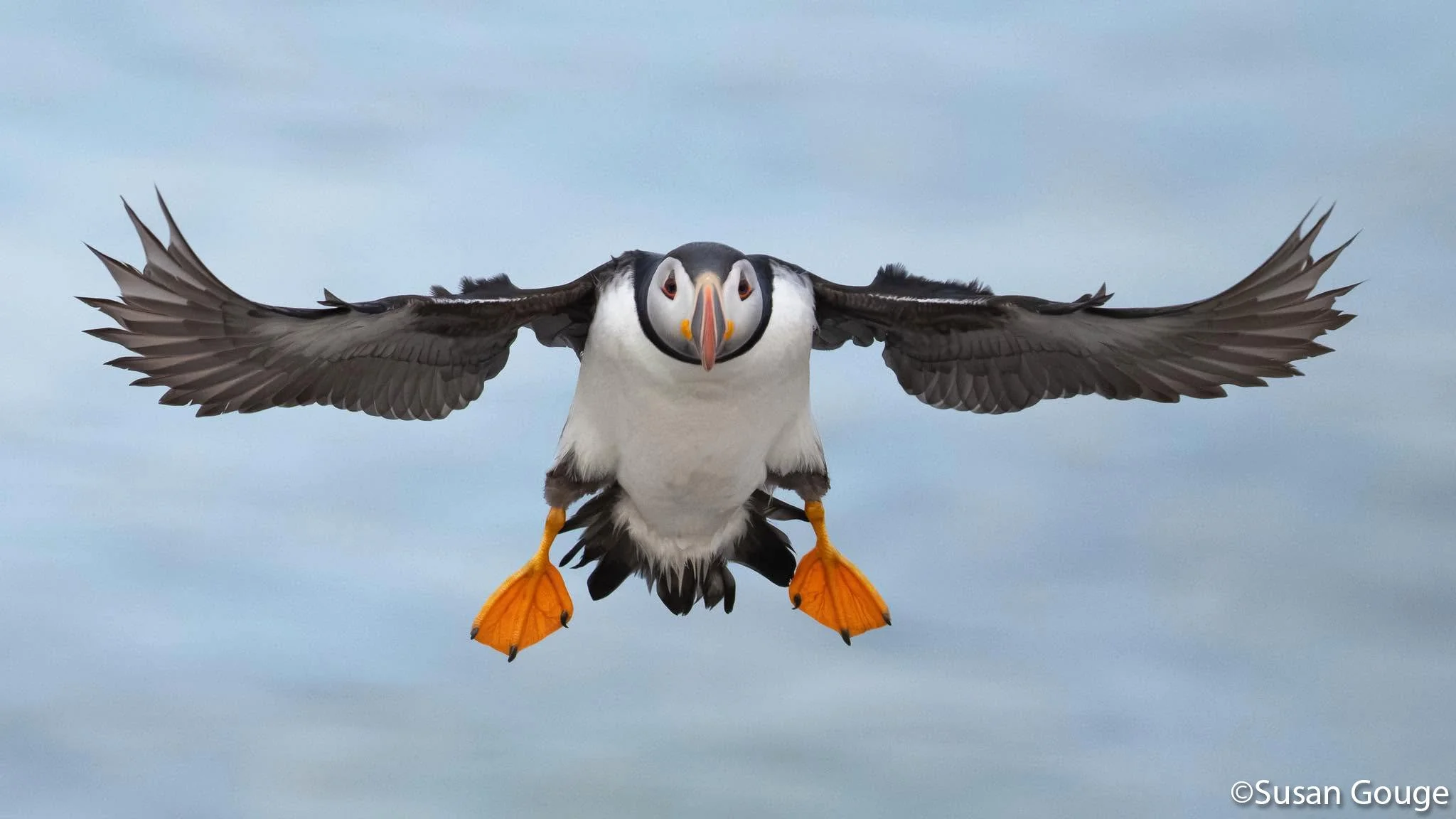 Atlantic Puffin flying head-on with wings fully extended photographed by Susan Goudge during Christopher Dodds' Deluxe Puffin Photography Workshop on Île aux Perroquets, Quebec.