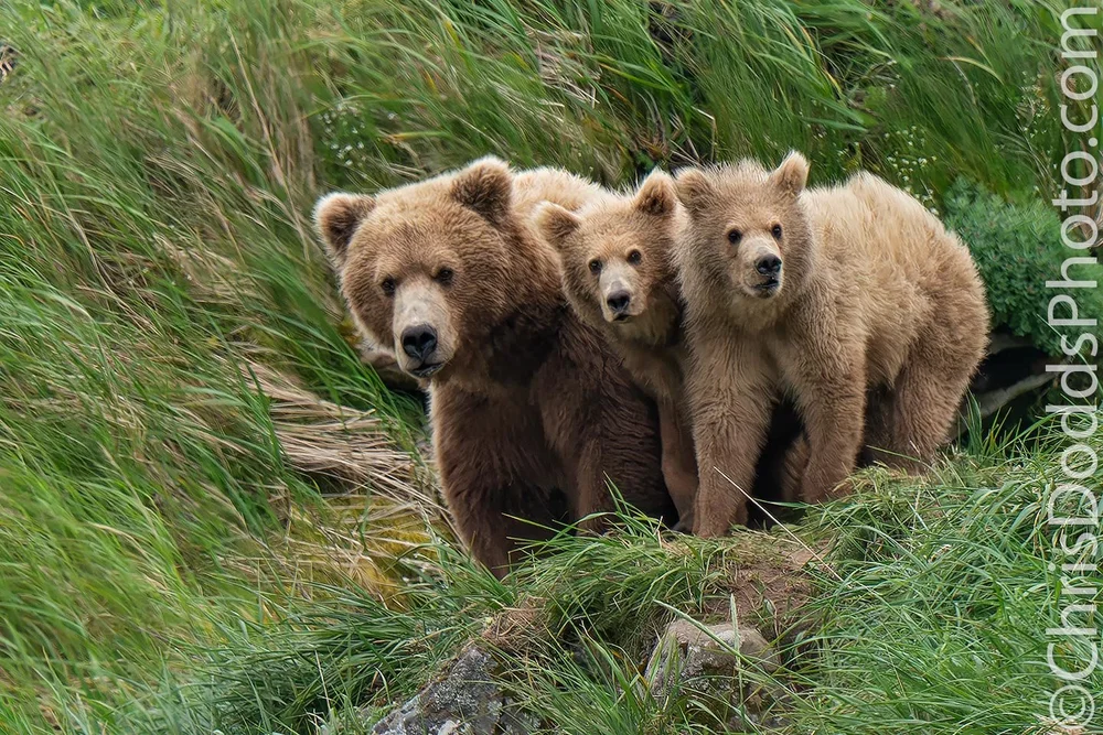 Coastal Brown Bear mother and cubs — Nature Photography Blog