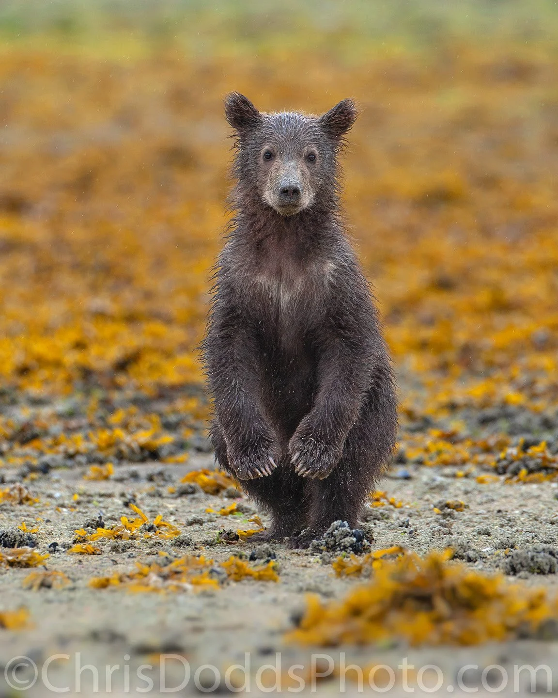 Coastal brown bear cub standing upright in light rain on the Katmai coast of Alaska, surrounded by golden seaweed, photographed by Canadian wildlife photographer Christopher Dodds