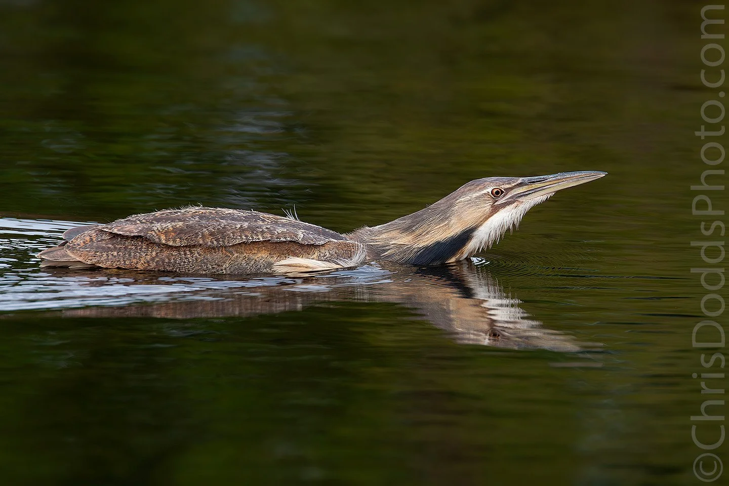 American Bittern swimming low in calm water near the Marsh Boardwalk at Point Pelee National Park, Ontario, creating a reflection and wake as it crosses open water.