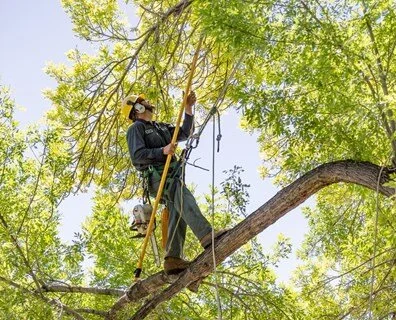 what-is-pruning-davey-arborist-pruning-a-tree-davey-tree.jpg