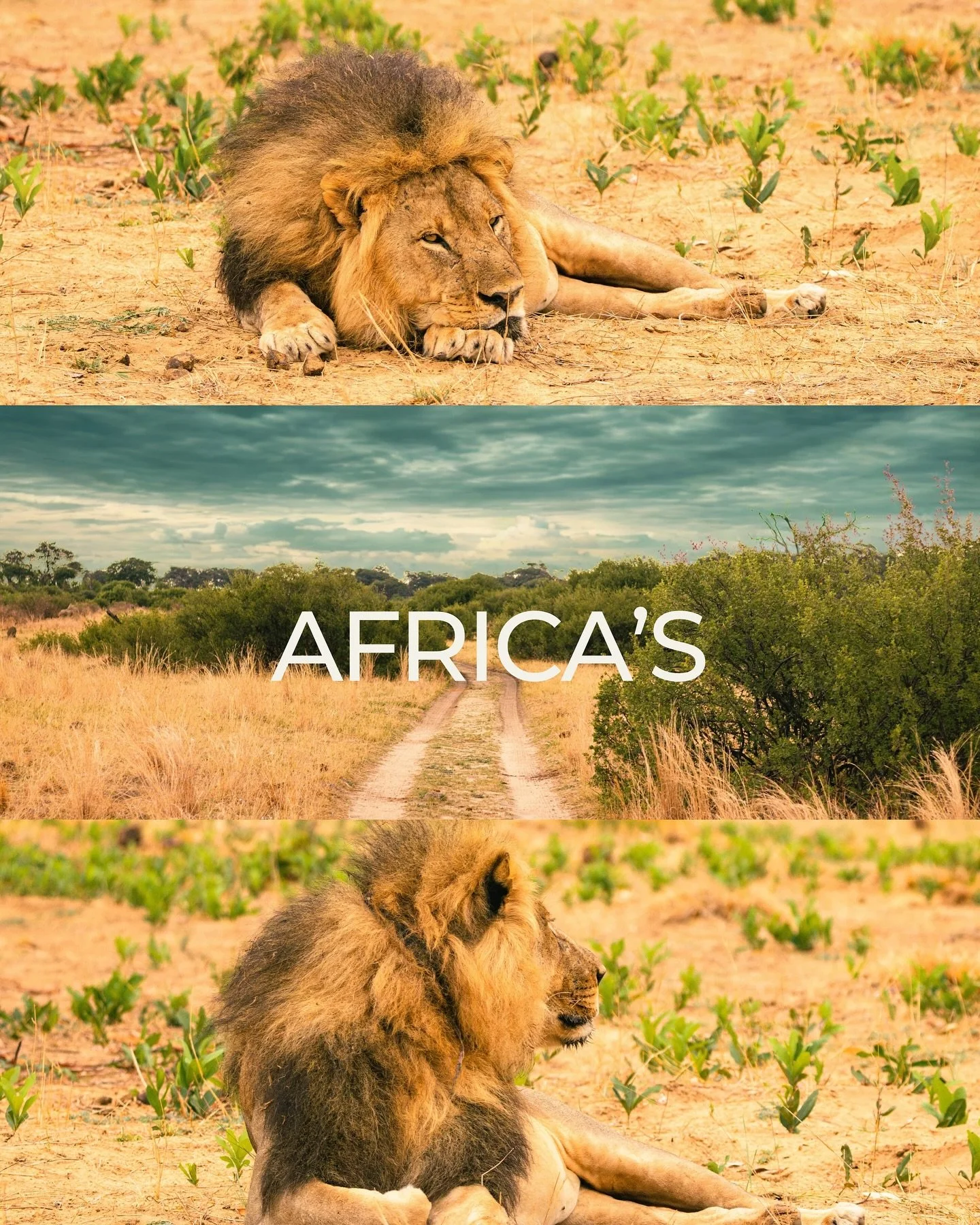 Africa&rsquo;s heartbeat has never stopped &mdash; it&rsquo;s only grown stronger. From the pride of her lions to the spirit of her people, Africa&rsquo;s story is one of resilience, beauty, and purpose. The world is finally listening to the sound th