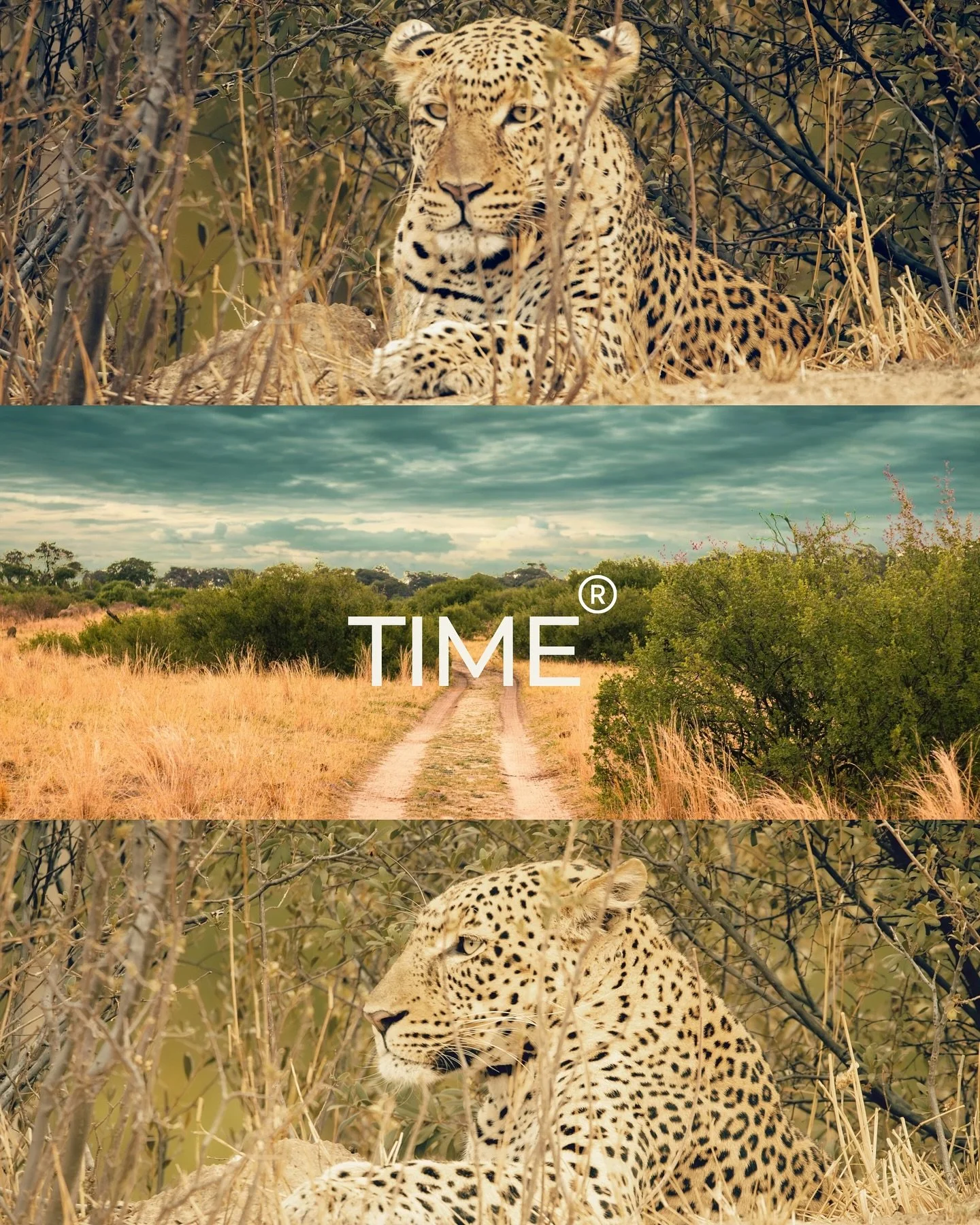 Time &mdash; the one thing we can never own, yet Africa holds it differently. Here, time slows down. It listens to the wind through the acacia trees, the rhythm of footsteps on ancient soil, and the quiet power of the wild. The leopard waits&hellip; 
