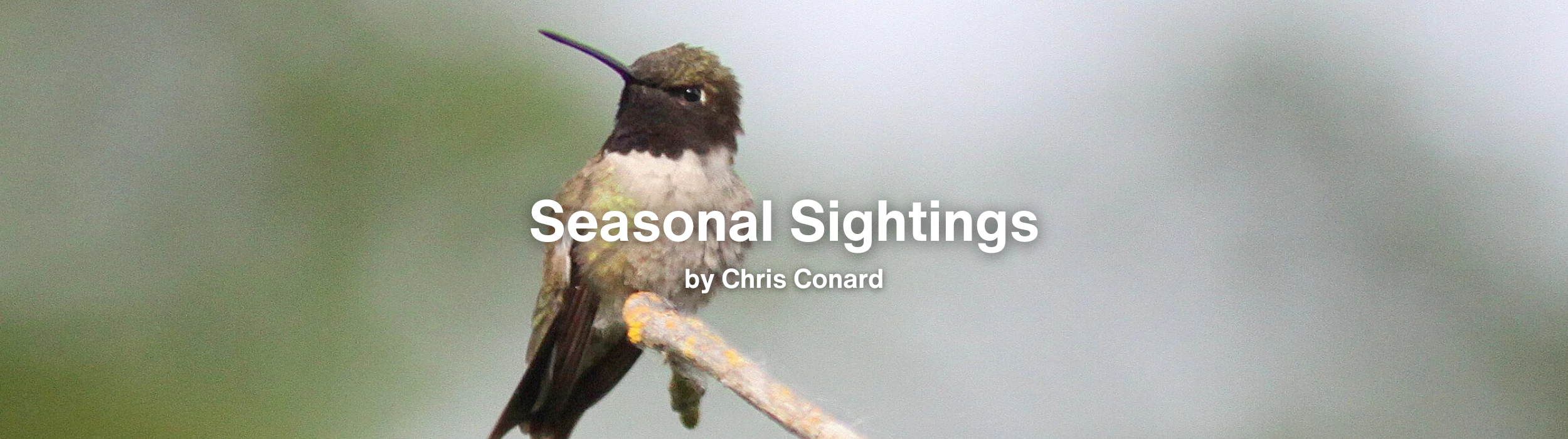 Seasonal Sightings (2500 x 700 px) (2500 x 428 px).png