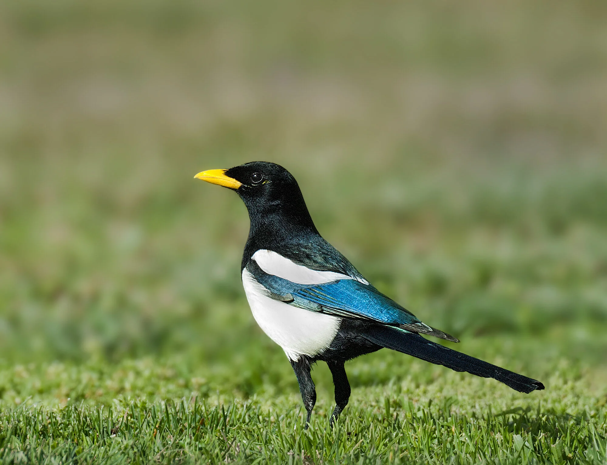 Sacramento Birds of Note — Sacramento Audubon Society